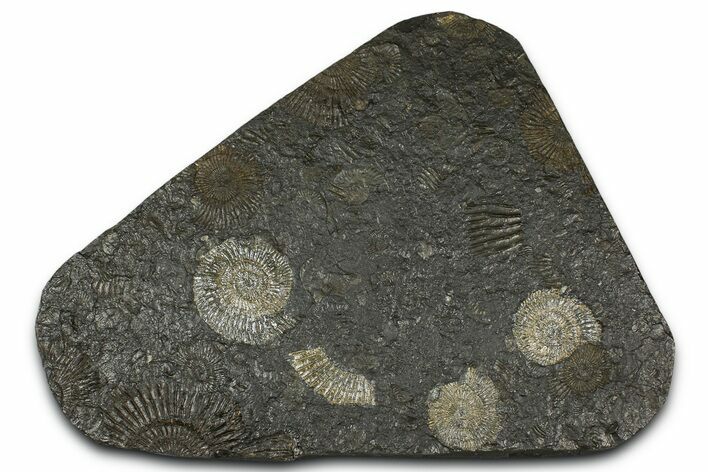 Fossil Ammonite (Dactylioceras) Cluster - Posidonia Shale, Germany #368181